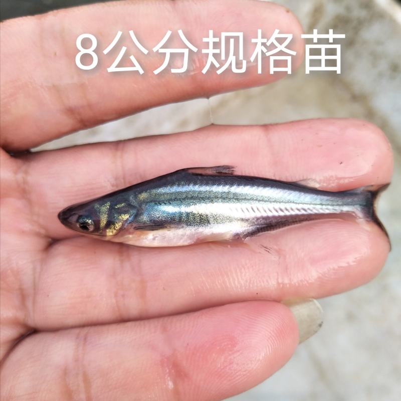 【巴鲨鱼】淡水鲨鱼青花鱼苗鱼场直销提供书面养殖资料