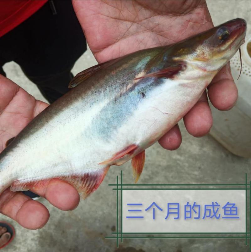 【巴鲨鱼】淡水鲨鱼青花鱼苗鱼场直销提供书面养殖资料