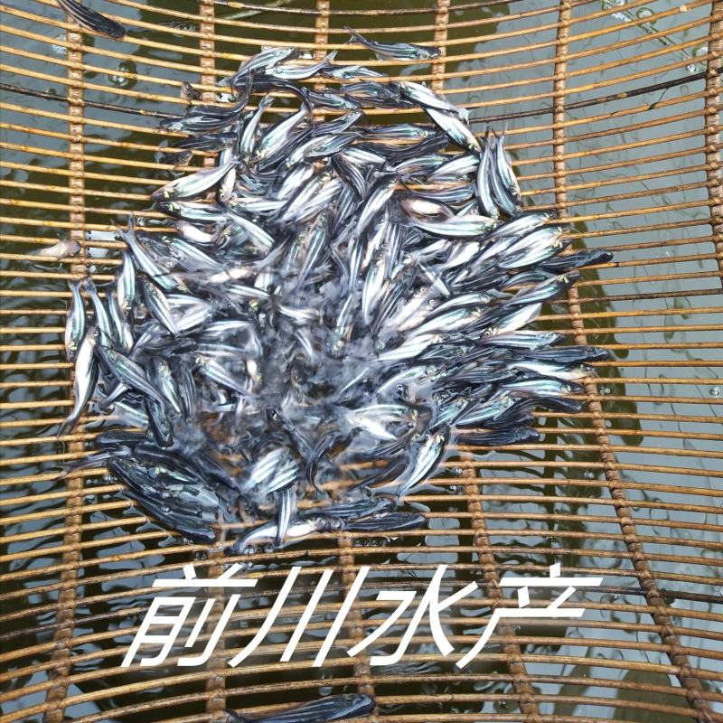 【巴鲨鱼】淡水鲨鱼青花鱼苗鱼场直销提供书面养殖资料