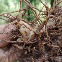 多芽头纯紫花宽叶三叉白芨块茎种苗选货5公分以上