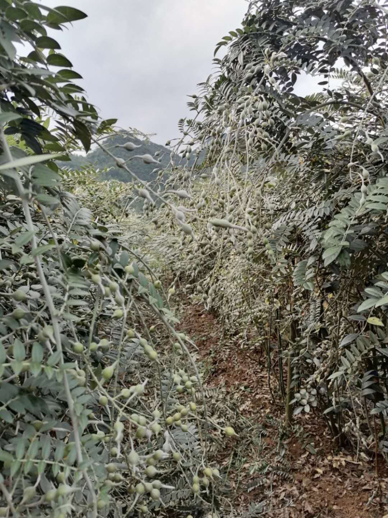 山豆根种子自然熟发芽率高颗颗饱满