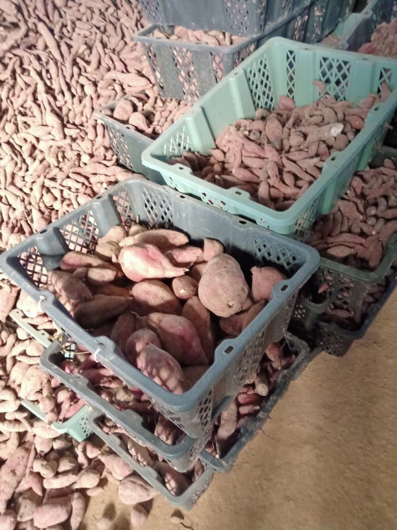 红薯（小香薯丨统货20克至5O0克产地直发