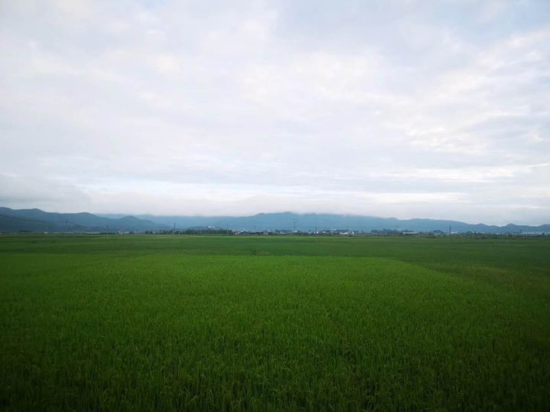 德宏特有高原地区大米，红米，糯米