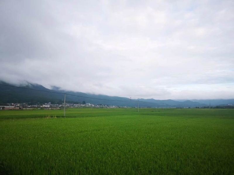 德宏特有高原地区大米，红米，糯米