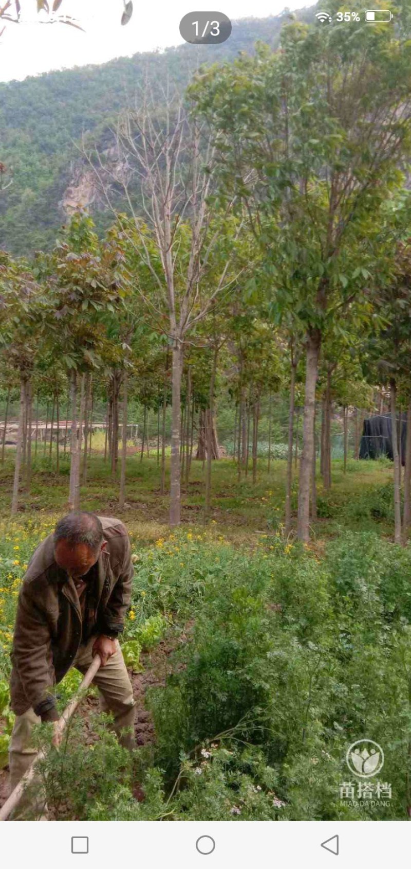 各种规格七叶树，规格齐全