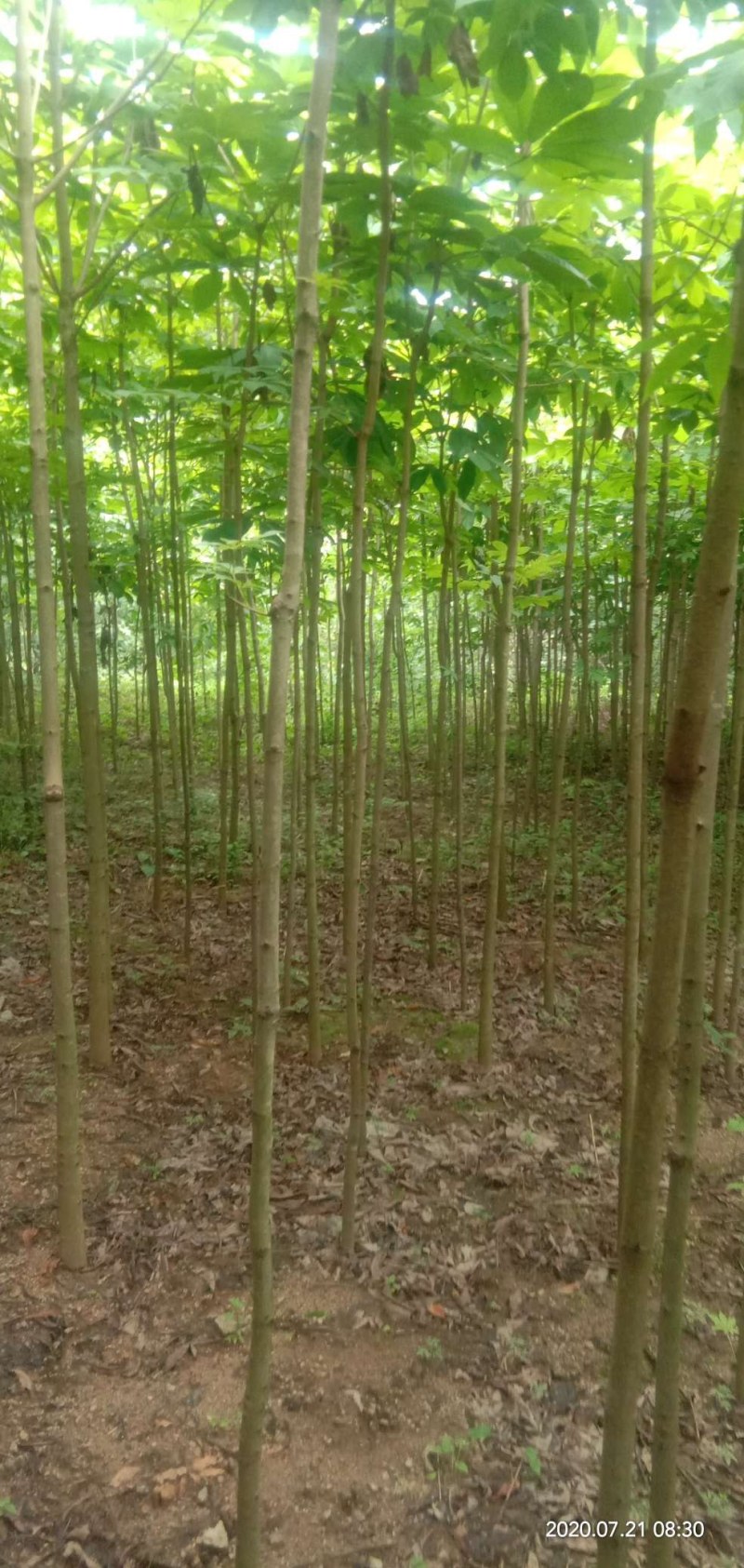 各种规格七叶树，规格齐全