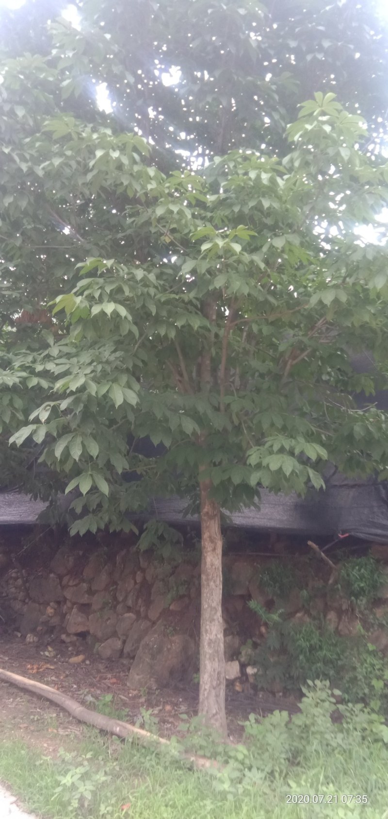 各种规格七叶树，规格齐全