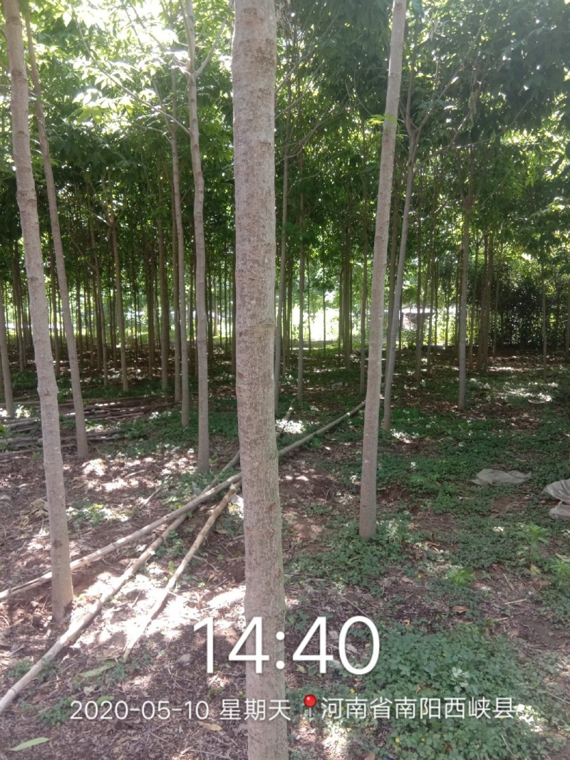 各种规格七叶树，规格齐全