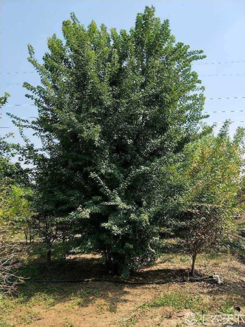 丛生三角枫苗圃大量现货供应:各规格丛生三角枫