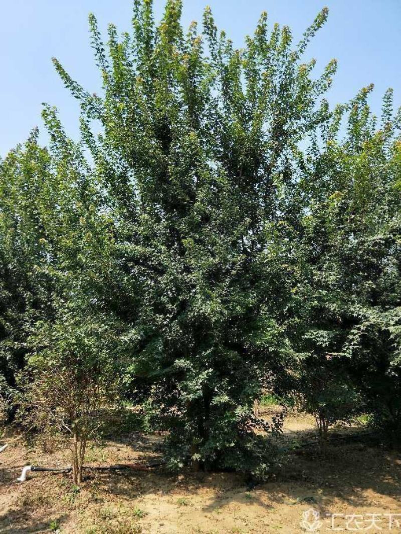 丛生三角枫苗圃大量现货供应:各规格丛生三角枫