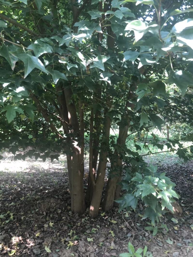 丛生三角枫苗圃大量现货供应:各规格丛生三角枫