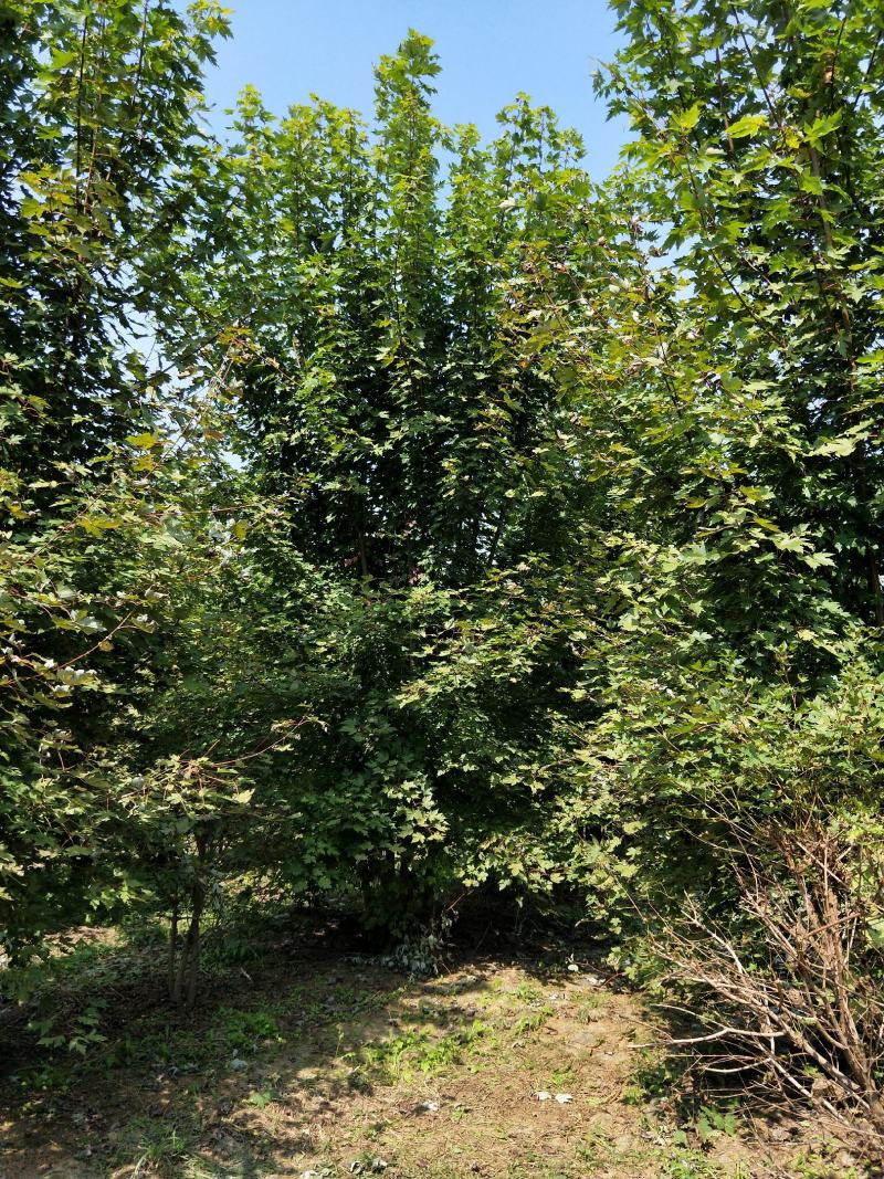 丛生三角枫苗圃大量现货供应:各规格丛生三角枫