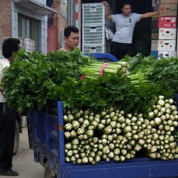 美国西芹嫩、脆、黄干净