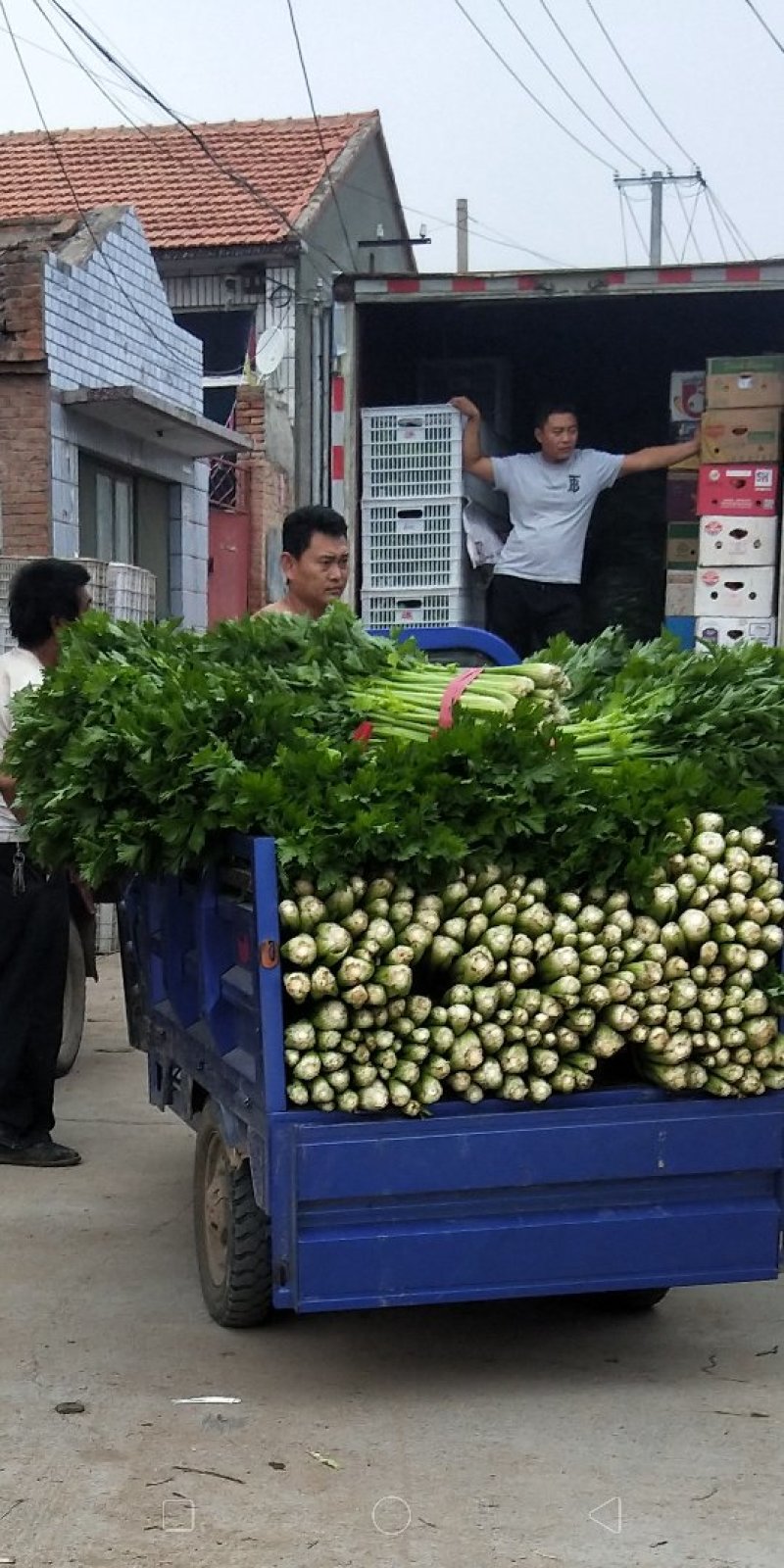 美国西芹嫩、脆、黄干净