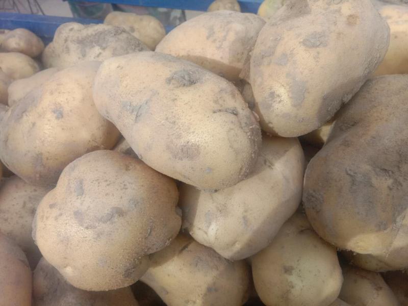 土豆226大量有货价格低产地直销