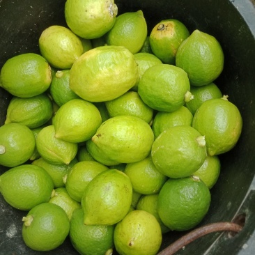 香水柠檬