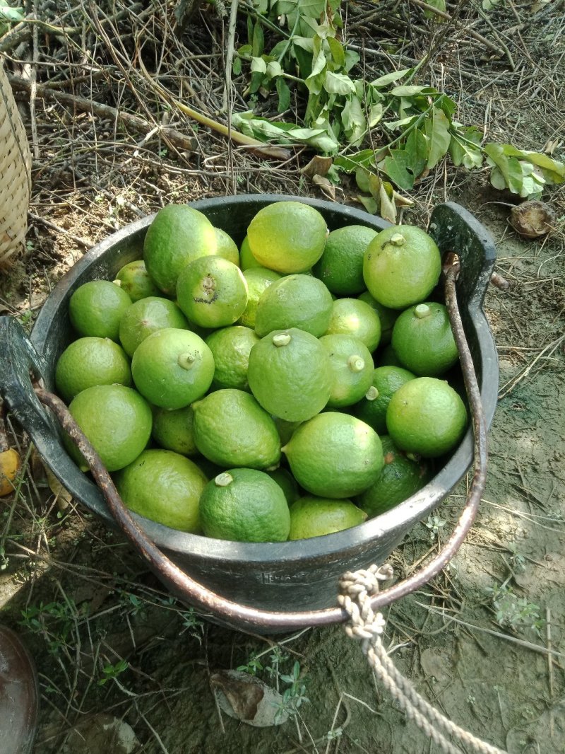 香水柠檬