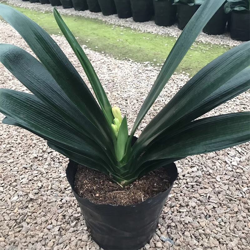四季君子兰带花苞盆栽老苗室内植物好养大小苗当年开