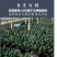 四季君子兰带花苞盆栽老苗室内植物好养大小苗当年开