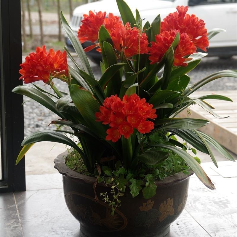 四季君子兰带花苞盆栽老苗室内植物好养大小苗当年开