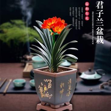 四季君子兰带花苞盆栽老苗室内植物好养大小苗当年开
