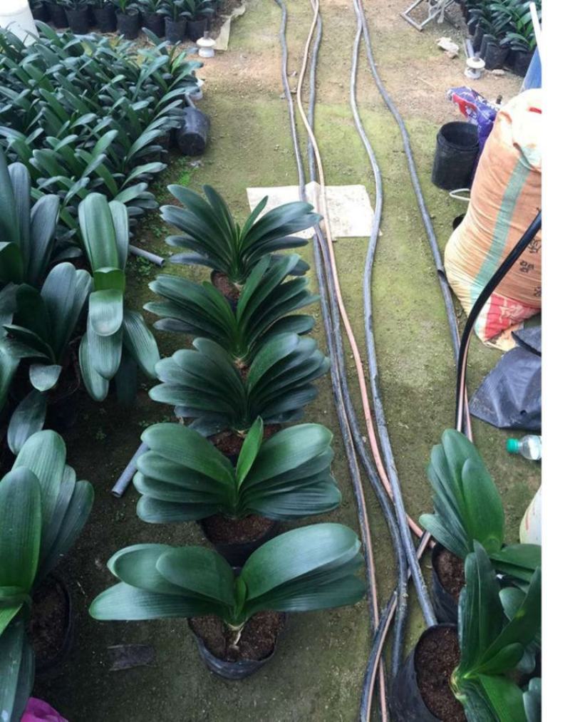 四季君子兰带花苞盆栽老苗室内植物好养大小苗当年开