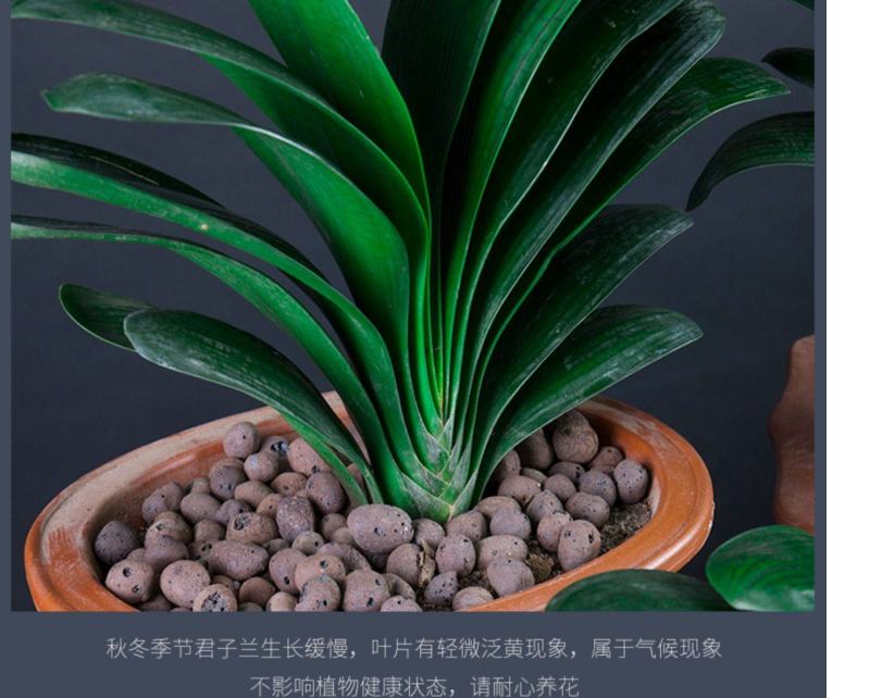 四季君子兰带花苞盆栽老苗室内植物好养大小苗当年开