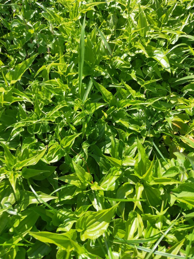 山地露天育苗高产对叶紫花百部苗基地一手货源
