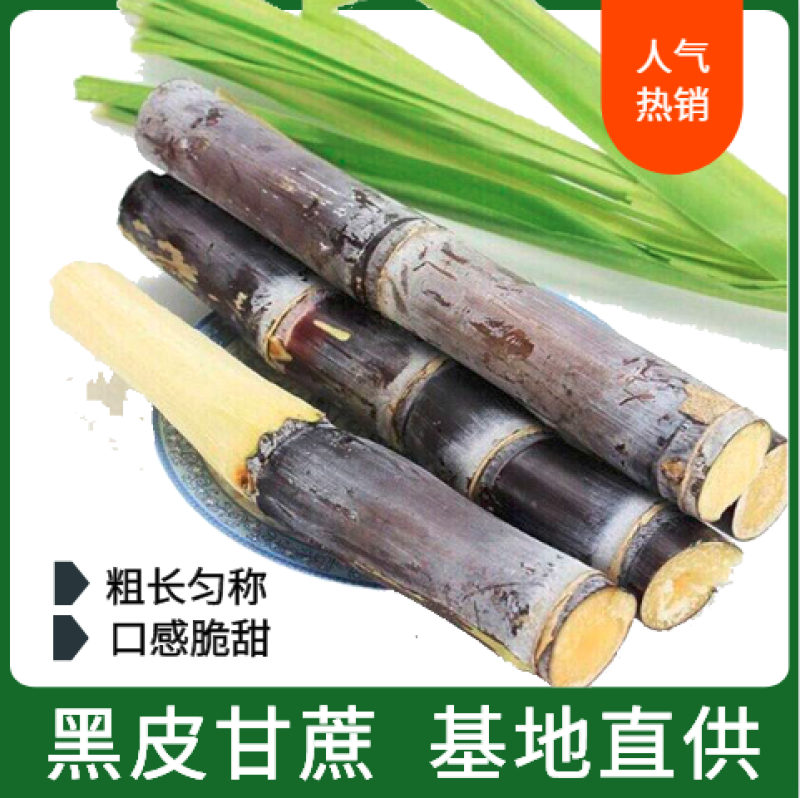 纯正广西黑皮甘蔗供应产地，结巴均匀，口感甜脆，提供回程车