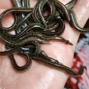 刺鳅苗诺猪刺鱼苗养殖基地直销一手货源优质良种快大品
