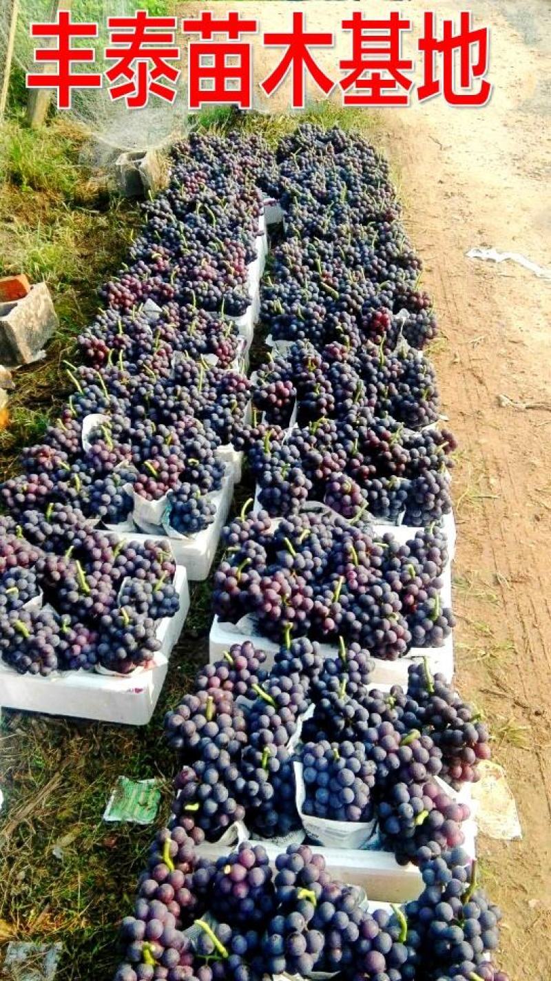 玫瑰香葡萄苗，大粒玫瑰香葡萄苗，品种纯正质优价廉