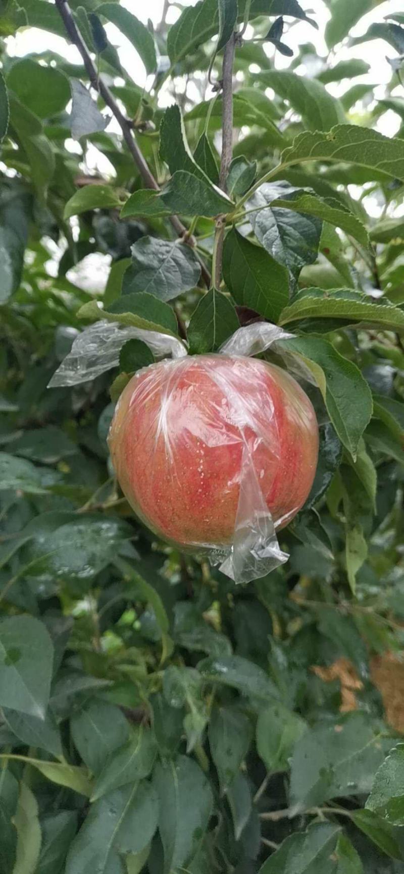 红露苹果冰糖心口感脆甜多汁量大可视频看货