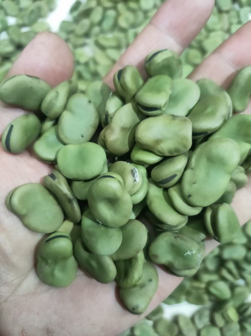 基地直发豌豆604甜脆豌荷兰豆大麻豆长寿仁朱沙红