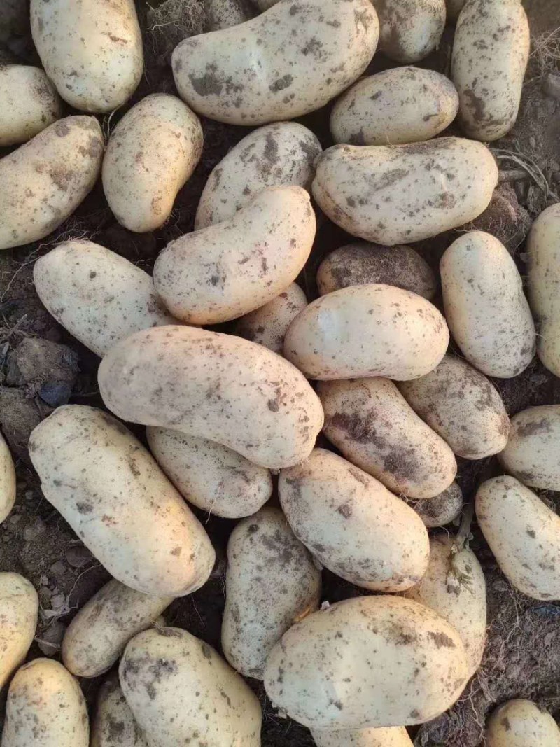 内蒙土豆荷兰十五，西森，V系列，各种品种