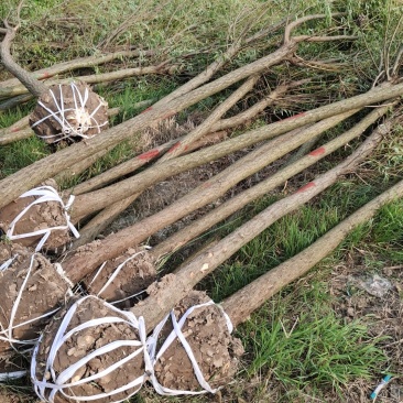 垂柳柳树河边垂柳垂柳小苗垂柳大树占地垂柳规格齐