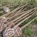 垂柳柳树河边垂柳垂柳小苗垂柳大树占地垂柳规格齐