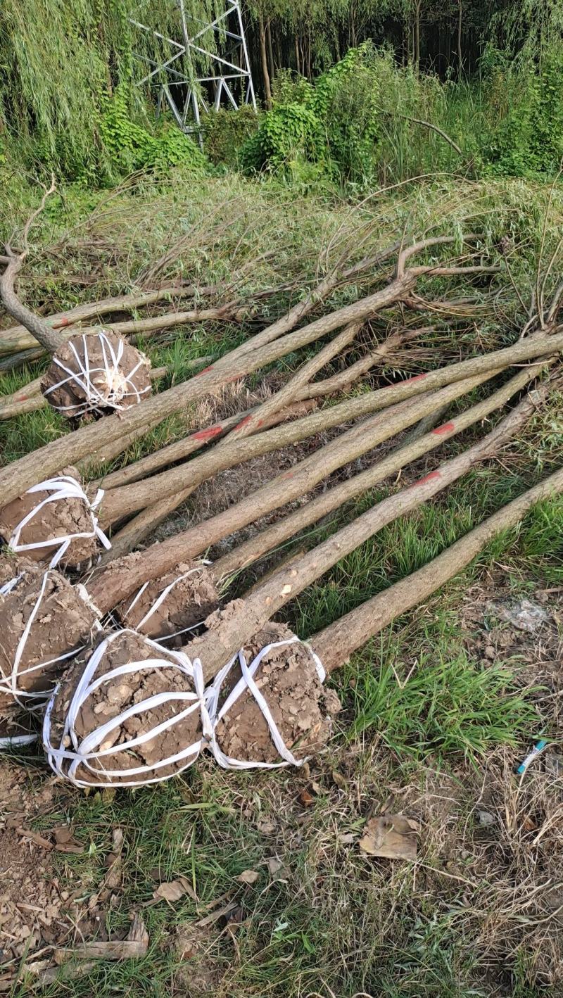 垂柳柳树河边垂柳垂柳小苗垂柳大树占地垂柳规格齐