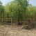 垂柳柳树河边垂柳垂柳小苗垂柳大树占地垂柳规格齐