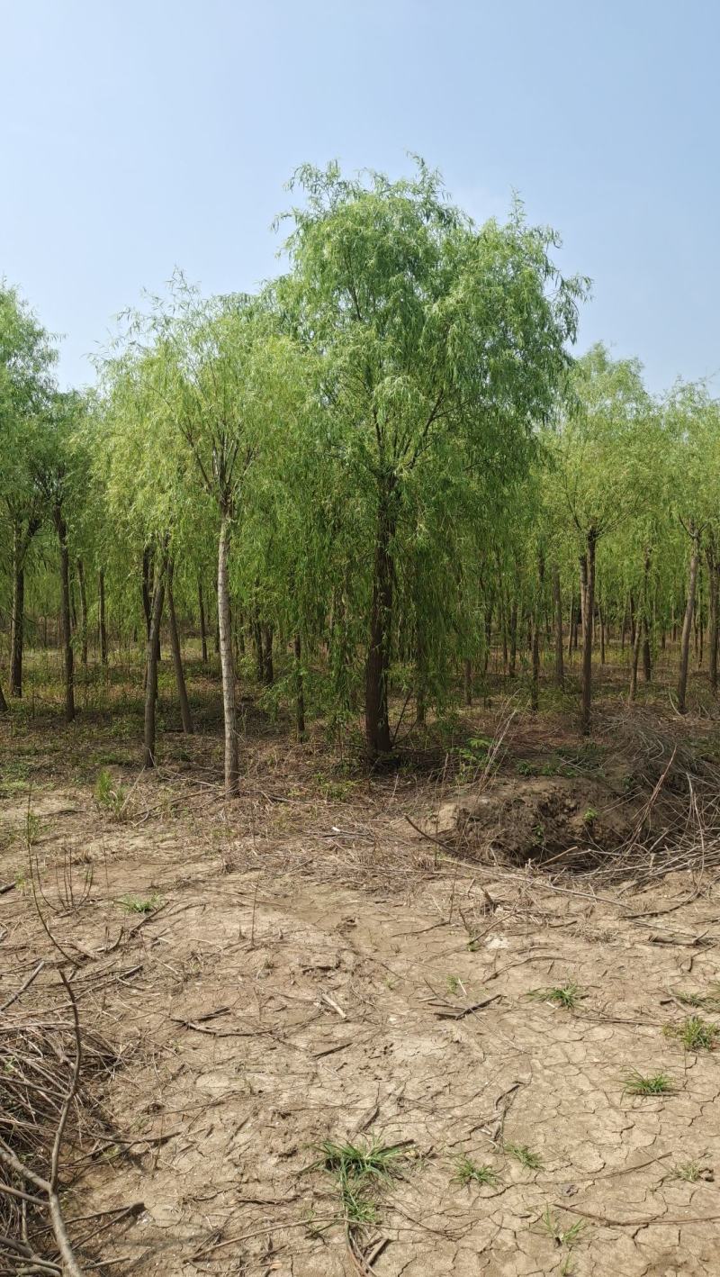 垂柳柳树河边垂柳垂柳小苗垂柳大树占地垂柳规格齐