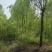 垂柳柳树河边垂柳垂柳小苗垂柳大树占地垂柳规格齐