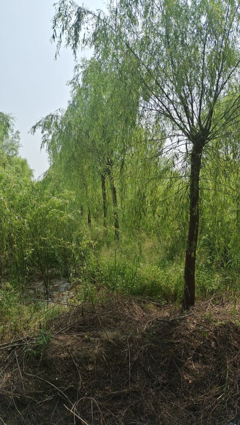 垂柳柳树河边垂柳垂柳小苗垂柳大树占地垂柳规格齐