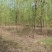 垂柳柳树河边垂柳垂柳小苗垂柳大树占地垂柳规格齐