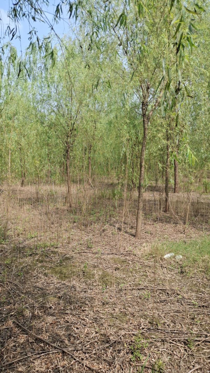 垂柳柳树河边垂柳垂柳小苗垂柳大树占地垂柳规格齐