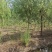 垂柳柳树河边垂柳垂柳小苗垂柳大树占地垂柳规格齐