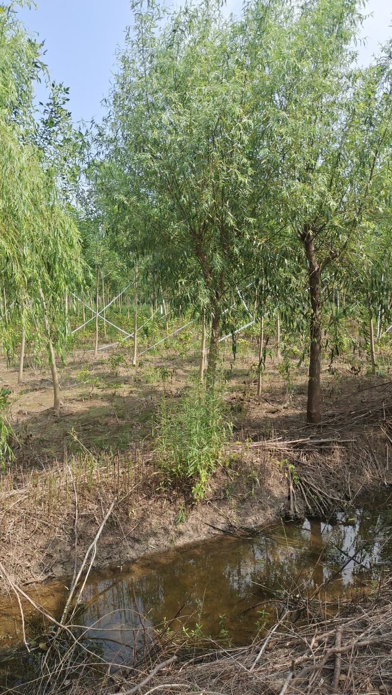 垂柳柳树河边垂柳垂柳小苗垂柳大树占地垂柳规格齐
