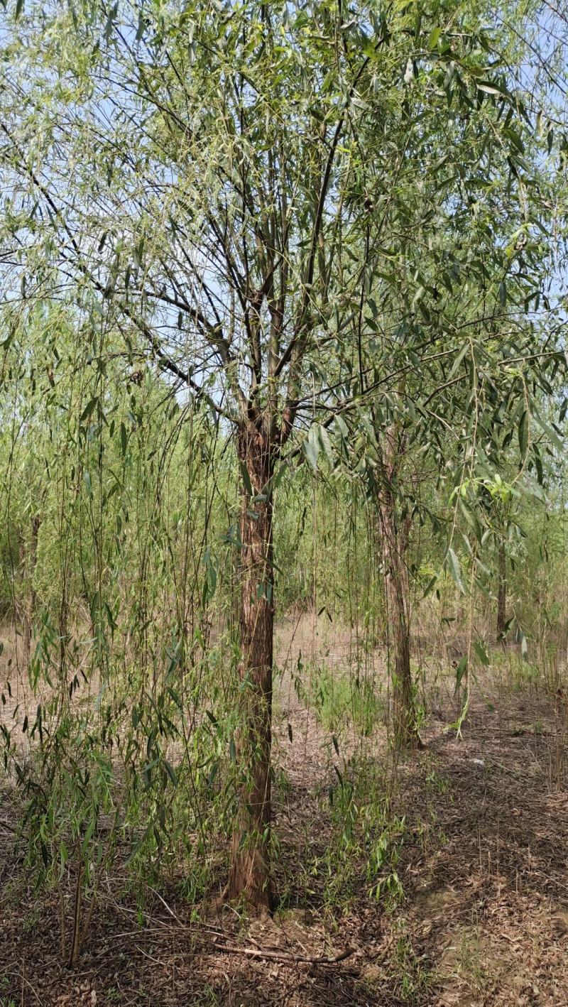 垂柳柳树河边垂柳垂柳小苗垂柳大树占地垂柳规格齐