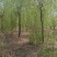 垂柳柳树河边垂柳垂柳小苗垂柳大树占地垂柳规格齐