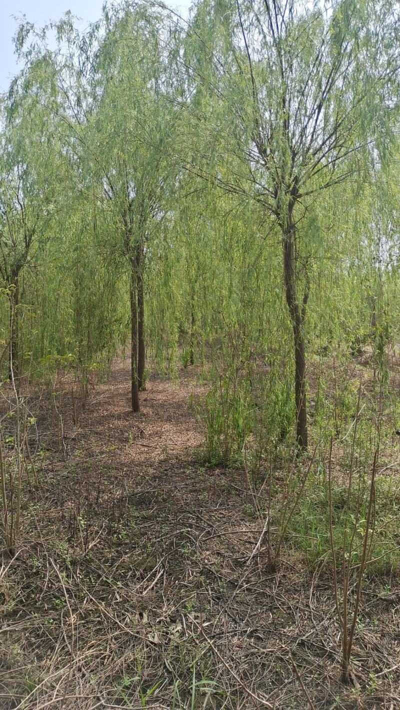 垂柳柳树河边垂柳垂柳小苗垂柳大树占地垂柳规格齐