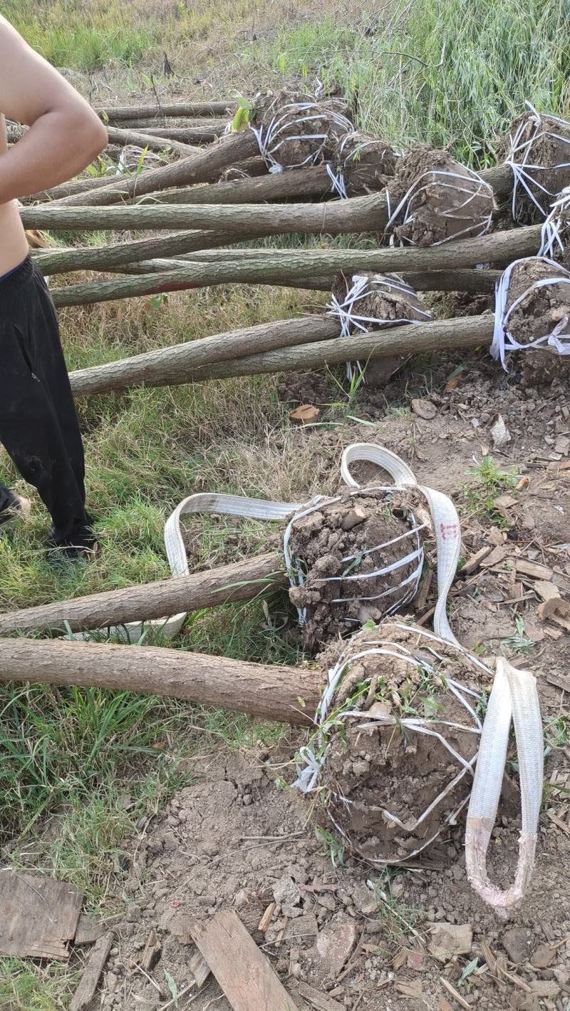 垂柳柳树河边垂柳垂柳小苗垂柳大树占地垂柳规格齐