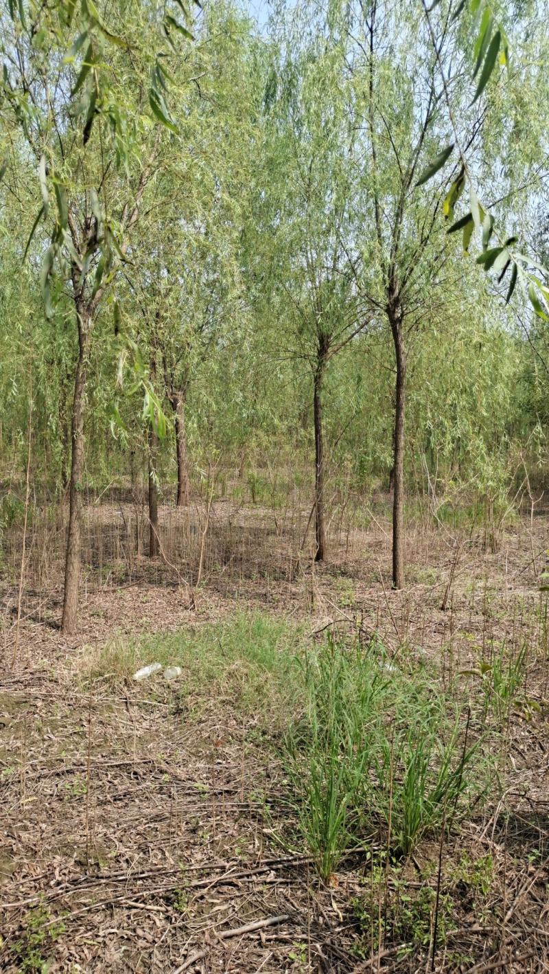 垂柳柳树河边垂柳垂柳小苗垂柳大树占地垂柳规格齐